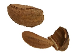 brazilnuts.jpg